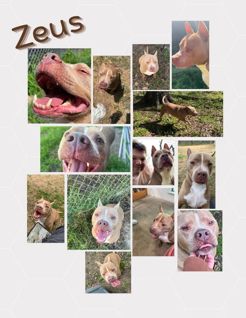 An adult medium-sized male Pit Bull Terrier dog named Zeus for adoption in Spring, TX