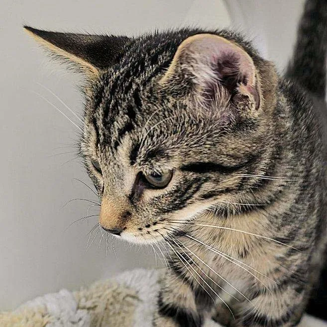 A baby medium-sized male Domestic Short Hair cat named Nolan for adoption in Cumming, GA