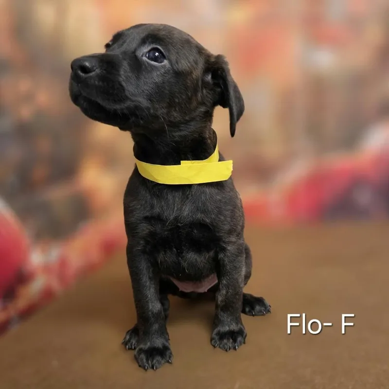 A baby medium-sized female Retriever dog named Flo for adoption in Griswold, CT