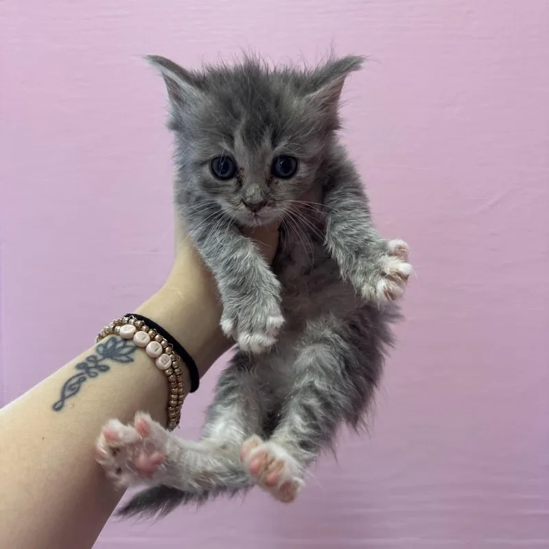 A baby medium-sized female Tabby (Gray / Blue / Silver) Domestic Long Hair cat named Raspberry for adoption in Chattanooga, TN