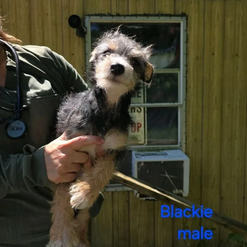 A young small-sized male Black Chihuahua dog named Blackie for adoption in Baton Rouge, LA