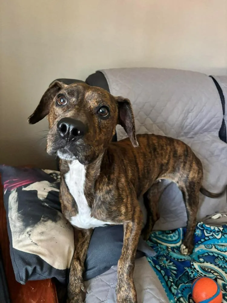 An adult medium-sized female Brindle Pit Bull Terrier dog named Sugar for adoption in Alden, NY