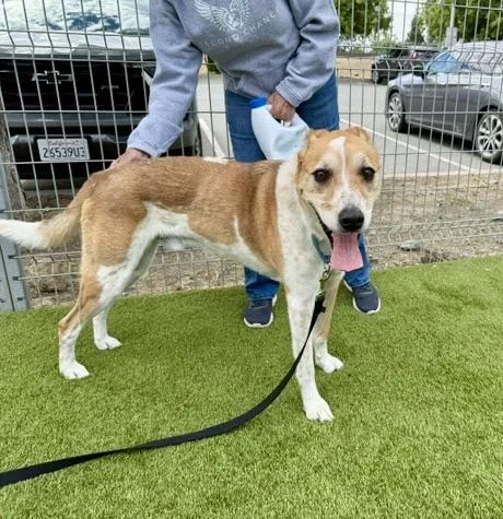A senior medium-sized male White / Cream Australian Cattle Dog / Blue Heeler dog named Koda for adoption in Petaluma, CA