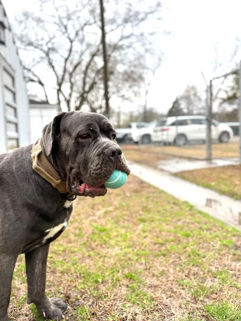 A young large-sized male Mastiff dog named Moby for adoption in Hampton, VA