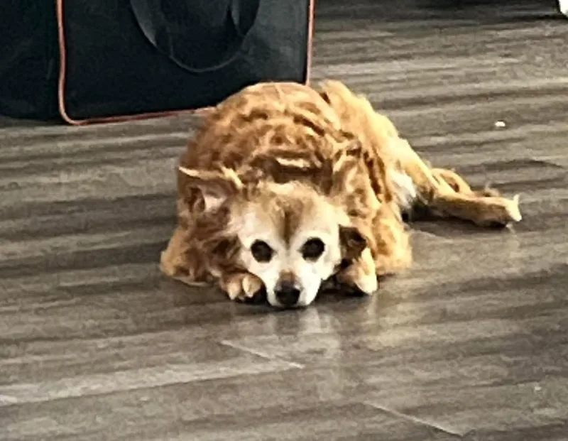 A senior small-sized female Chihuahua dog named Molly for adoption in Amherst, VA