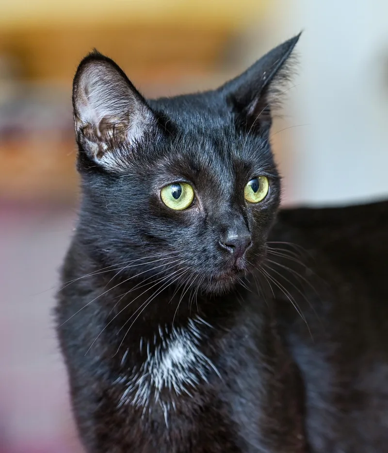 A young medium-sized female Black Domestic Short Hair cat named Madame Adelaide for adoption in Chattanooga, TN