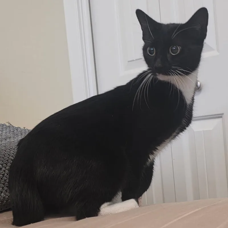 A young small-sized female Black Domestic Short Hair cat named Oreo for adoption in Layton, UT