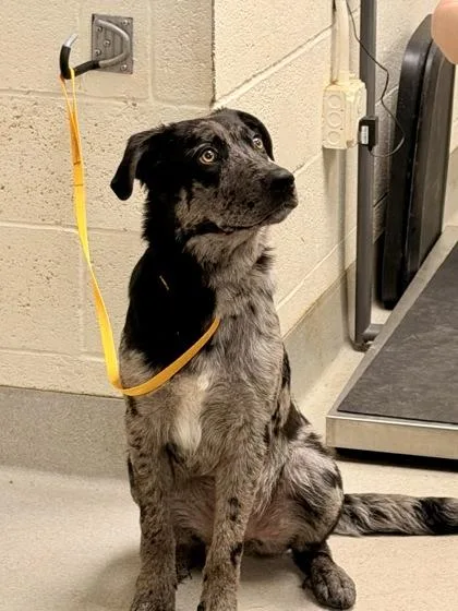 A young large-sized female Mixed Breed dog named Sam for adoption in Athens, GA