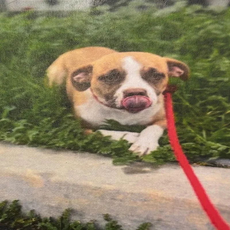 Ventura A thumbnail 2