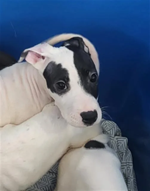 A baby large-sized female Mixed Breed dog named Scarlet for adoption in Dallas, TX