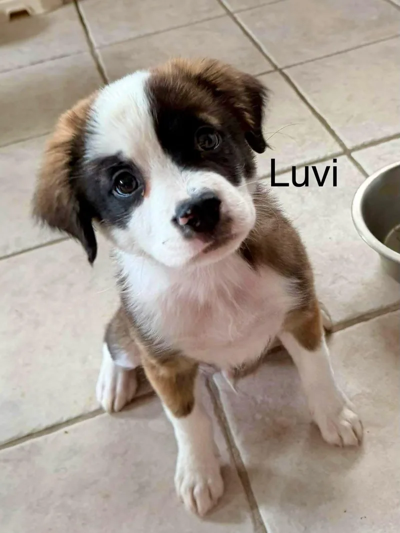 A baby medium-sized male Australian Shepherd dog named Luvox for adoption in Phoenix, AZ