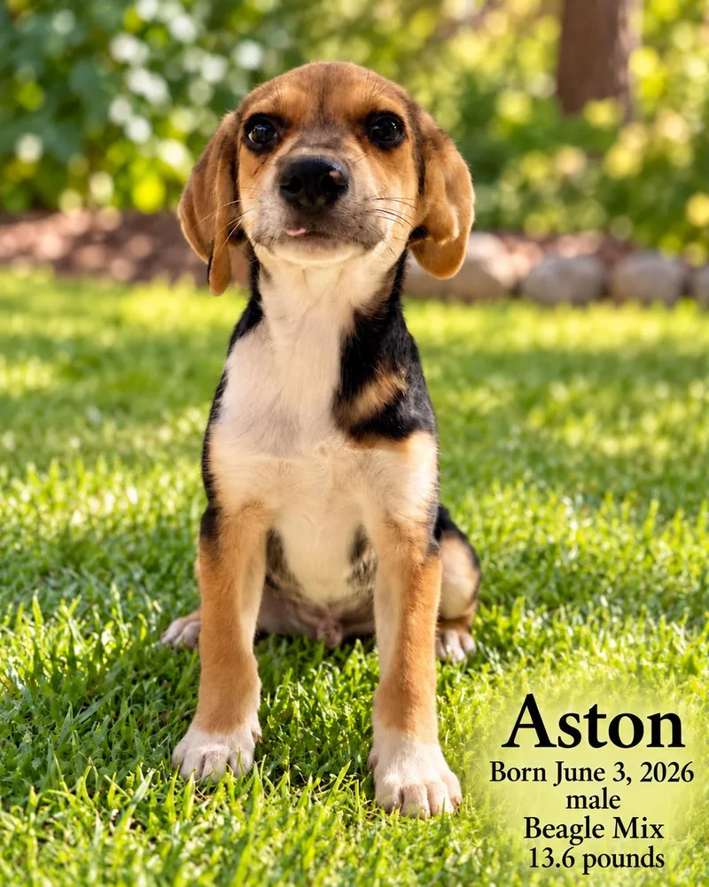 ASTON   MONTH thumbnail 2
