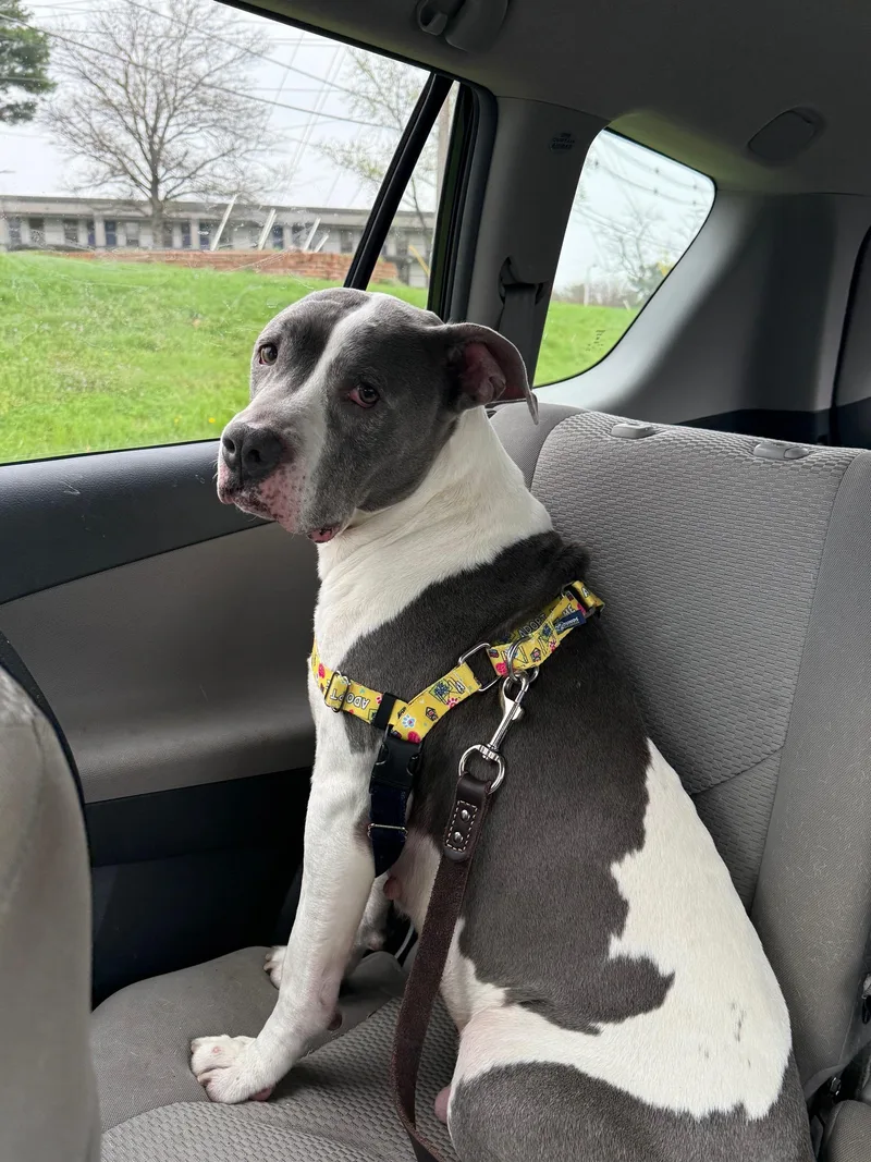 A senior medium-sized male Gray / Blue / Silver Pit Bull Terrier dog named Beau for adoption in Frederick, MD