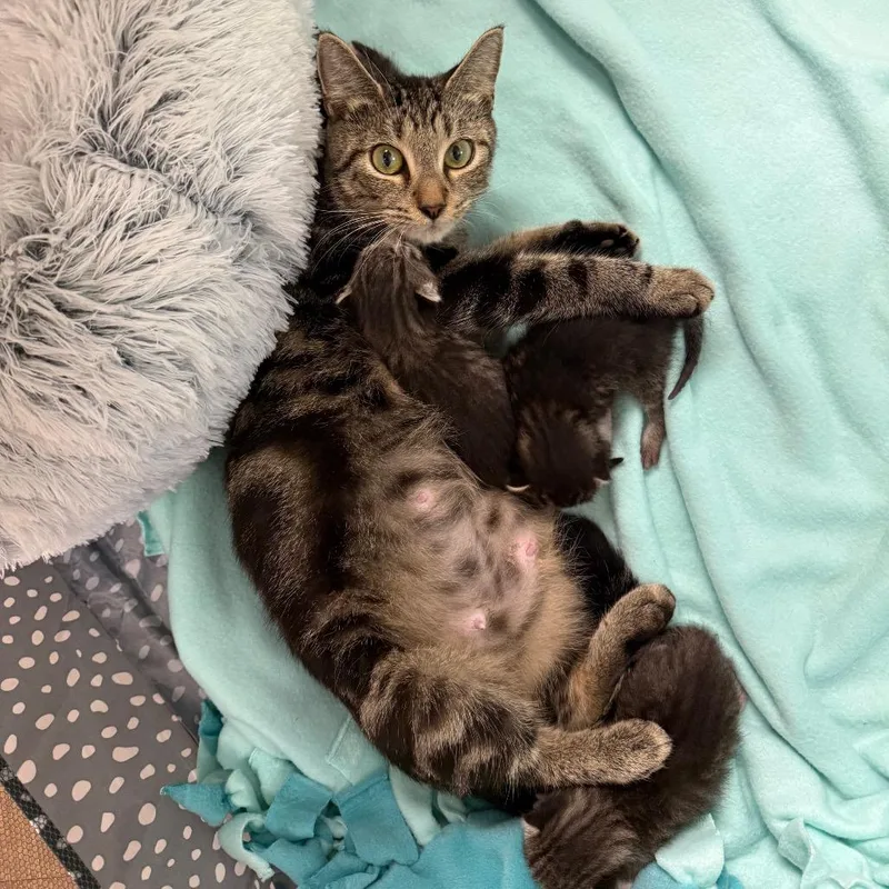 A young medium-sized female Brown / Chocolate Domestic Short Hair cat named Mama Laura for adoption in Port Richey, FL