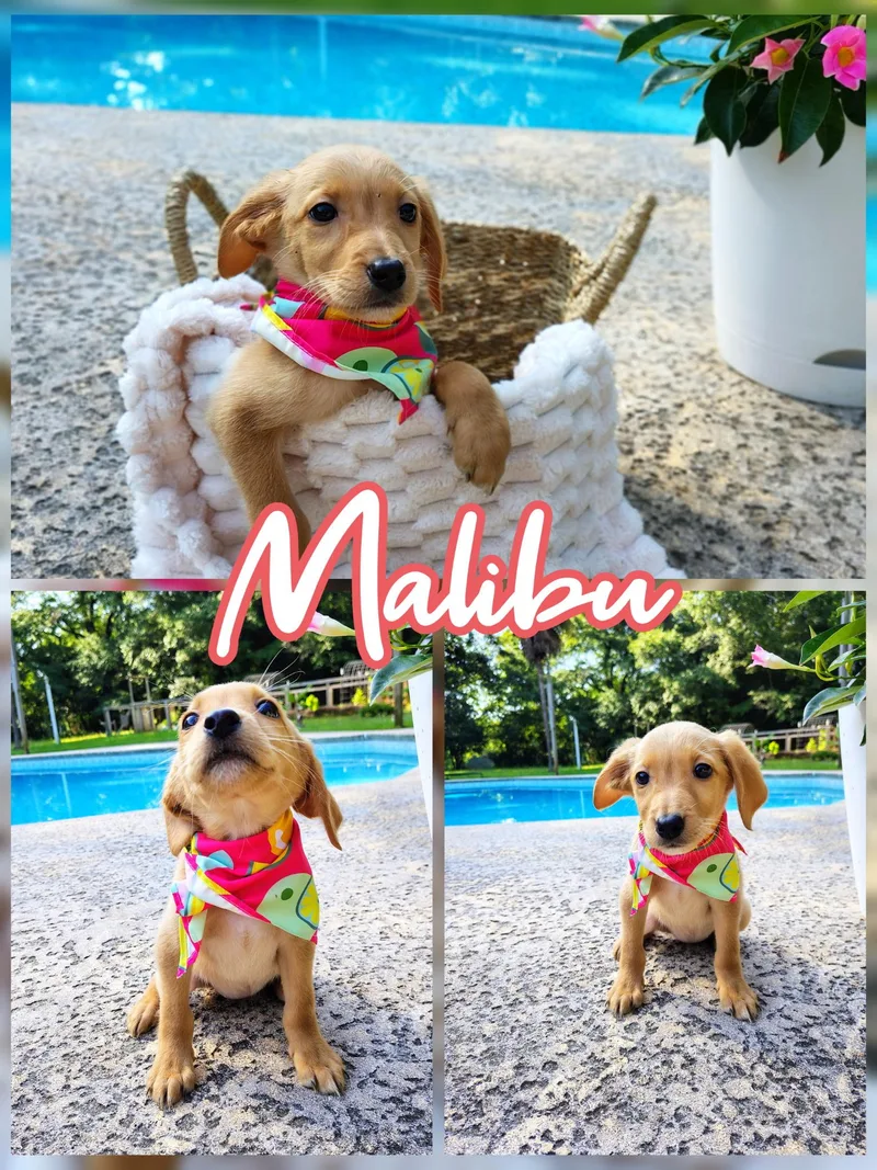 A baby medium-sized female Apricot / Beige Labradoodle dog named Malibu for adoption in Palm Bay, FL