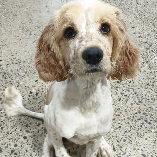 An adult small-sized male White / Cream Cocker Spaniel dog named Banjo for adoption in South San Francisco, CA