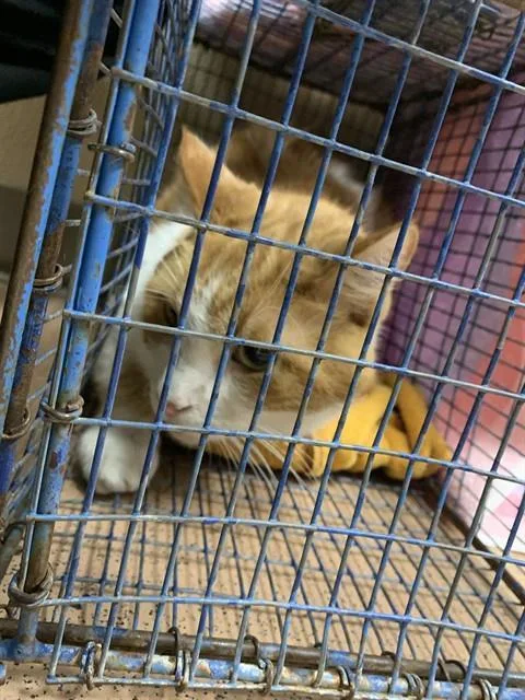 An adult large-sized male Domestic Medium Hair cat named Lucky for adoption in San Jose, CA