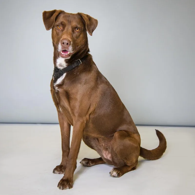 An adult medium-sized female Brown / Chocolate Retriever dog named Sierra for adoption in Palm Springs, CA