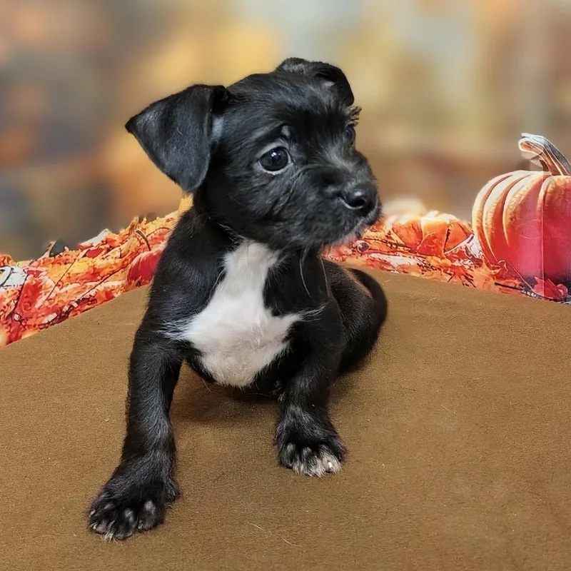 A baby medium-sized female Black Mixed Breed dog named Fiona for adoption in Griswold, CT