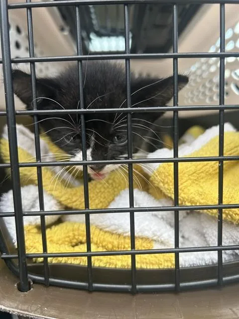 A baby small-sized female Domestic Short Hair cat named Valley for adoption in Palmetto, FL