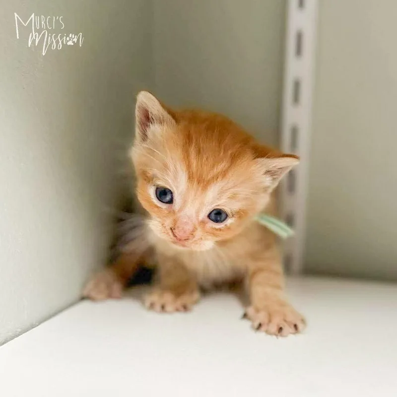 A baby medium-sized male Tabby (Orange / Red) Domestic Short Hair cat named Rookie for adoption in Spokane , WA