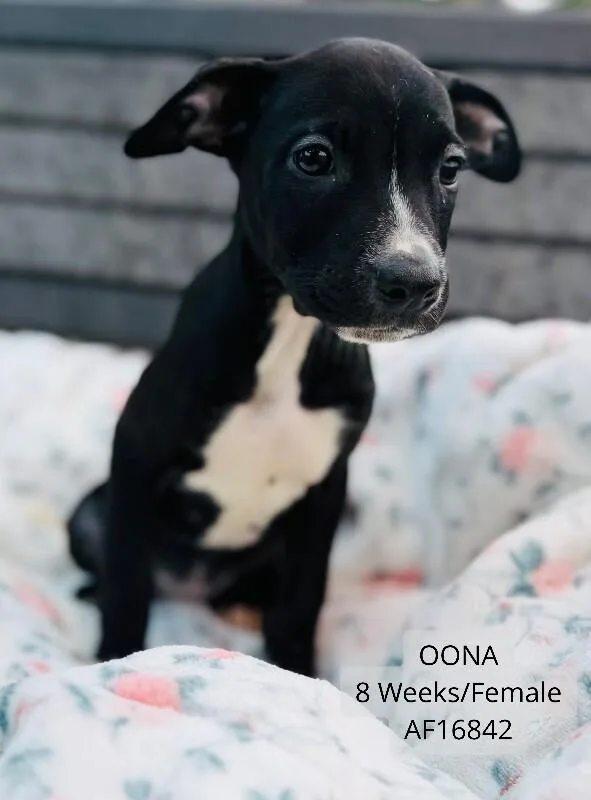 A young medium-sized female Pit Bull Terrier dog named Oona for adoption in Supply, NC
