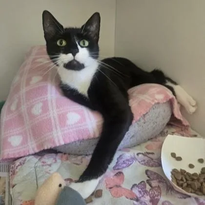 An adult medium-sized female Black & White / Tuxedo Domestic Short Hair cat named Miranda for adoption in Phoenixville, PA