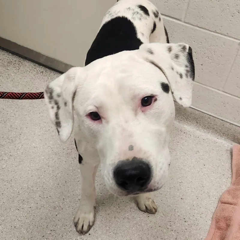 A young medium-sized male Black Mixed Breed dog named Percy for adoption in Murray, UT