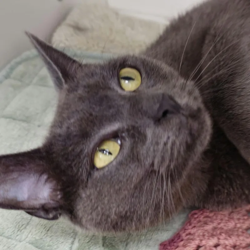 An adult medium-sized female Domestic Short Hair cat named Corrina for adoption in Cumming, GA