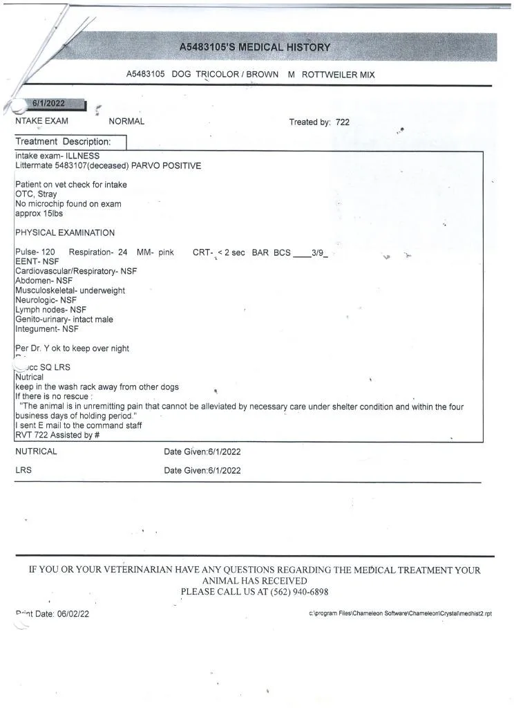 An adult medium-sized male Rottweiler dog named Jerry for adoption in Lake Forest, CA