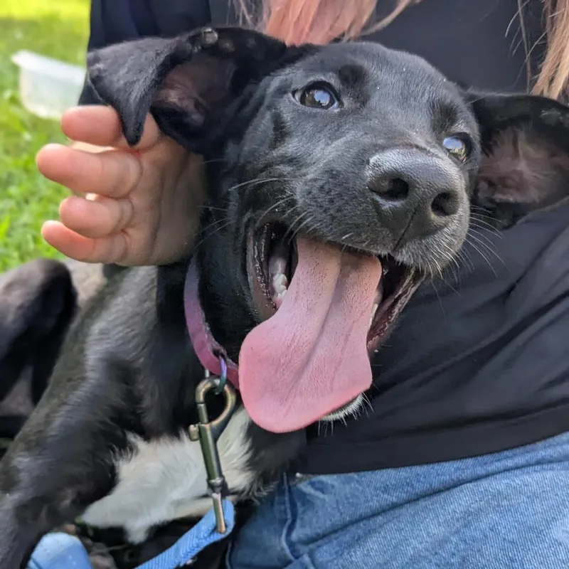 A baby small-sized female Black Mixed Breed dog named Canoodle K for adoption in Union, MO