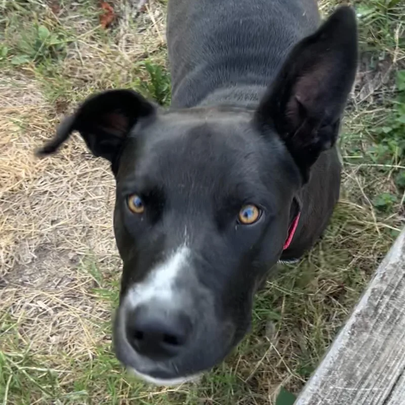 A young large-sized male Great Dane dog named Pi for adoption in Springfield, MO