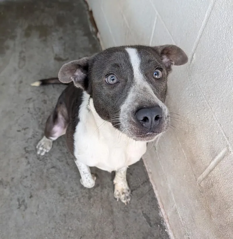 An adult medium-sized female Australian Cattle Dog / Blue Heeler named Keni for adoption in New Lexington, OH