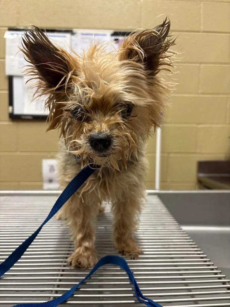 A senior small-sized male Yorkshire Terrier dog named Graham for adoption in Douglasville, GA
