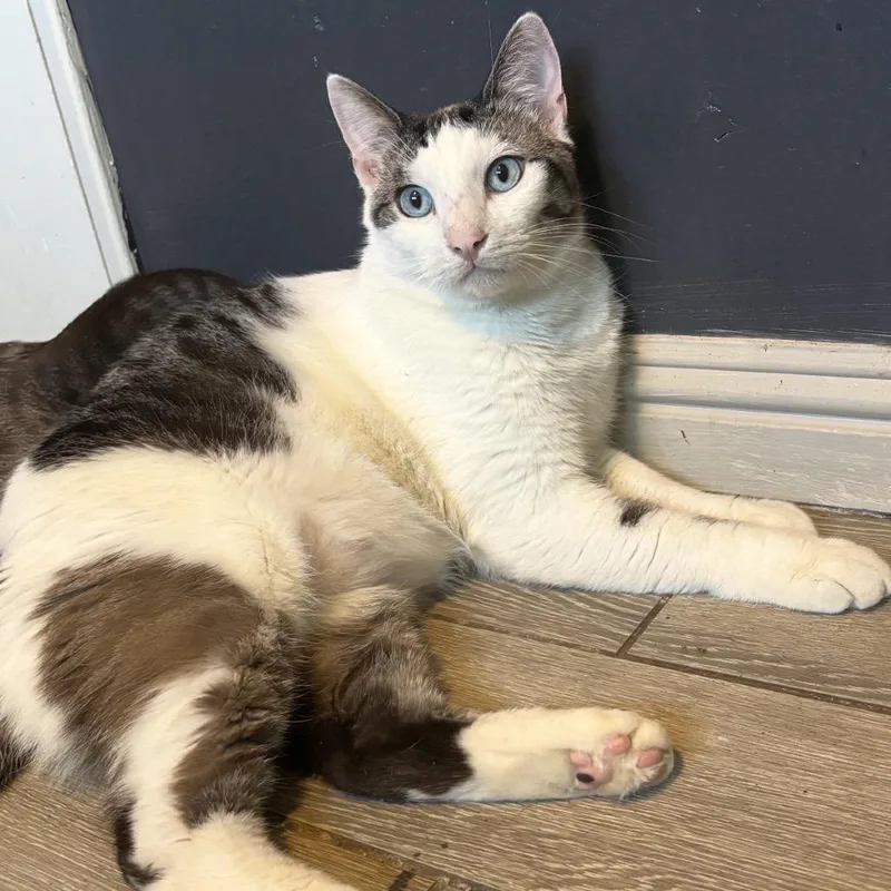 An adult small-sized male Gray / Blue / Silver Domestic Short Hair cat named Vail for adoption in Long Beach, CA