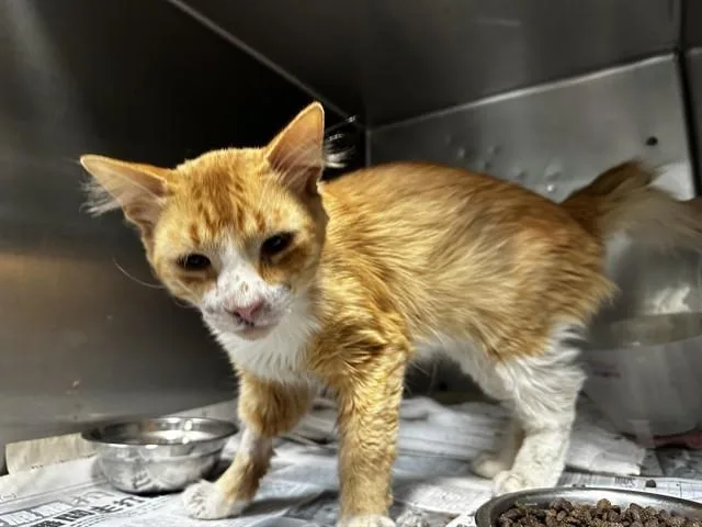A young medium-sized male Domestic Short Hair cat named Umber for adoption in Baldwin Park, CA