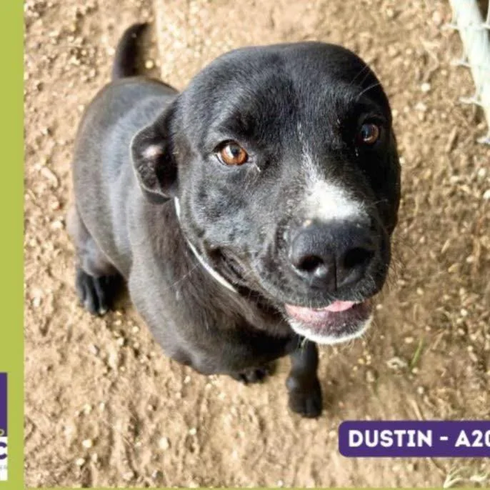 Dustin