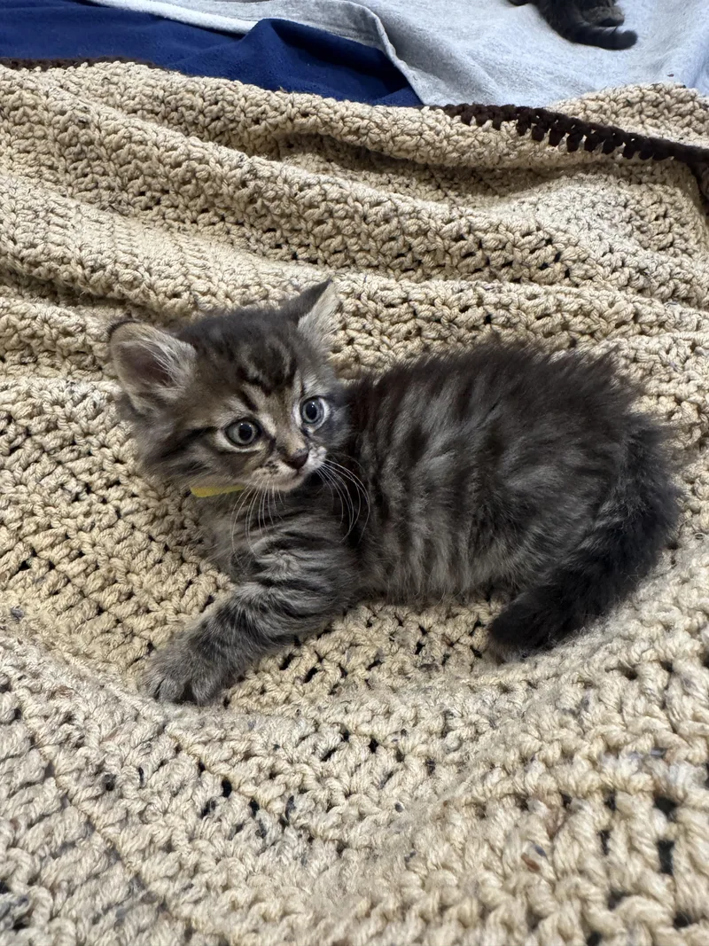 A baby small-sized male Tabby (Brown / Chocolate) Domestic Long Hair cat named Deuce Gorgan for adoption in Fruit Heights, UT