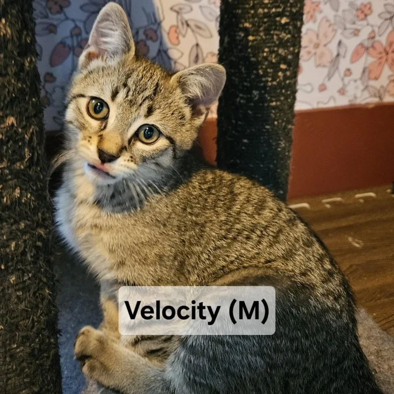 Velocity C thumbnail 2
