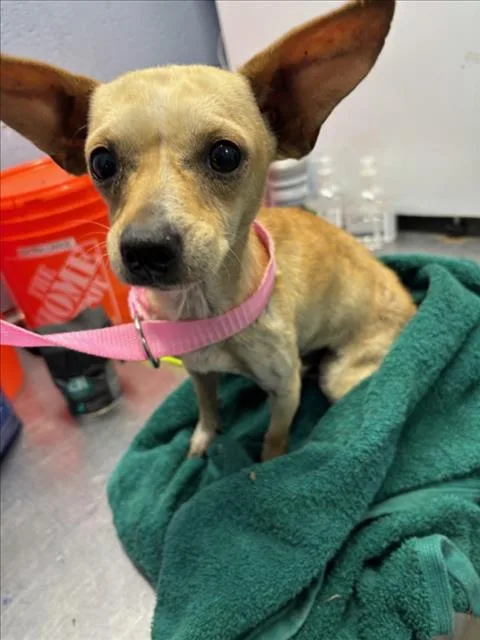 A young small-sized male Chihuahua dog named Sublime for adoption in Woodland, CA