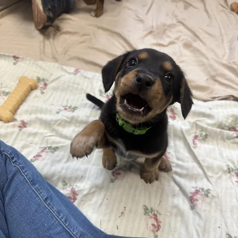 A baby small-sized male Black Mixed Breed dog named Cayenne for adoption in Troy, VA