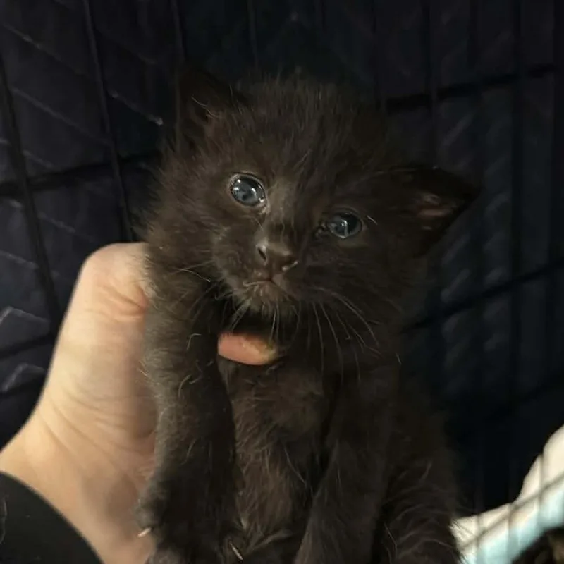 A baby small-sized male Black Domestic Short Hair cat named Peppercorn for adoption in Williston, FL