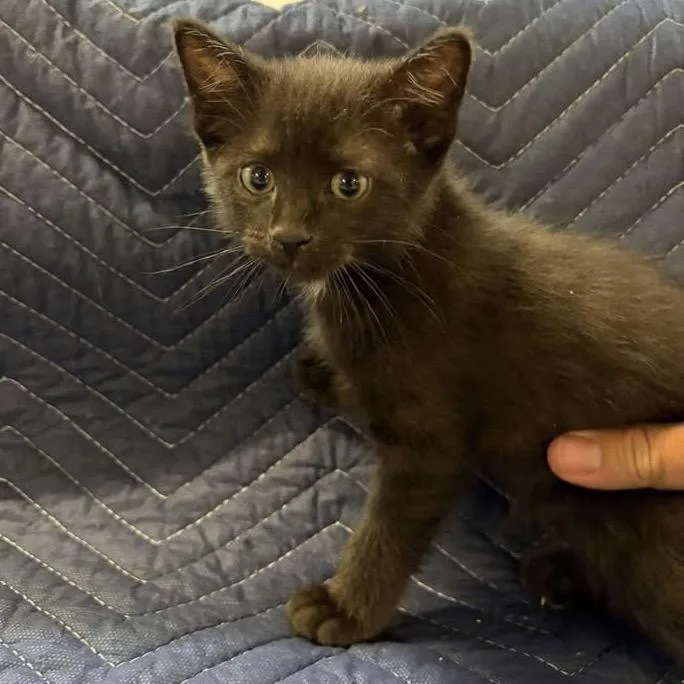Peppercorn thumbnail 2