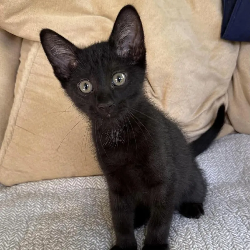 Peppercorn thumbnail 3