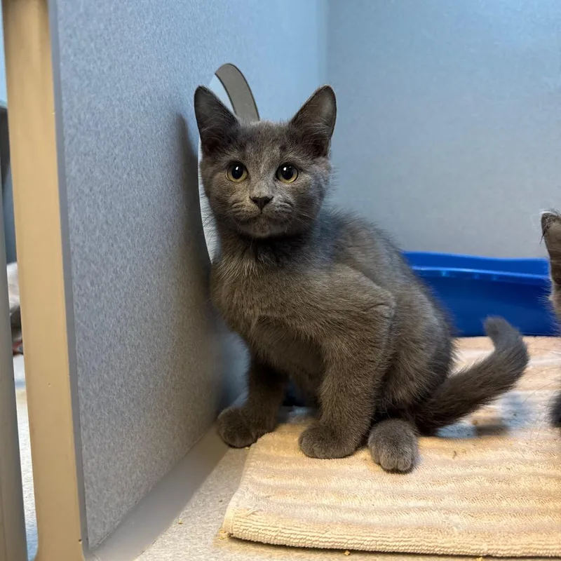 A baby small-sized male Gray / Blue / Silver Domestic Short Hair cat named Spike for adoption in Pittsburgh, PA