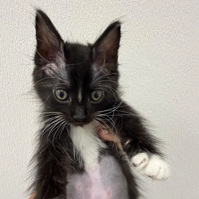 A baby small-sized female Black Domestic Medium Hair cat named Teton for adoption in Sunnyvale, CA