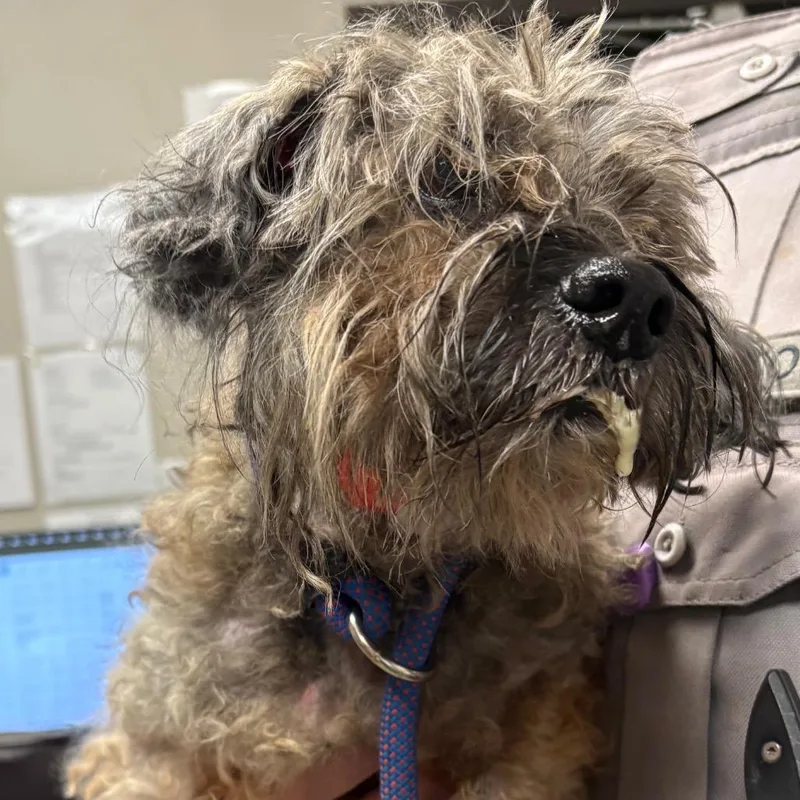 A senior small-sized female Brown / Chocolate Standard Poodle dog named Buffy for adoption in Yuma, AZ