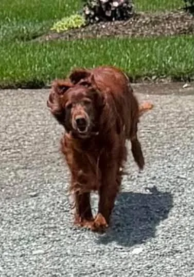 An adult large-sized male Irish Setter dog named Rufas for adoption in Havertown, PA