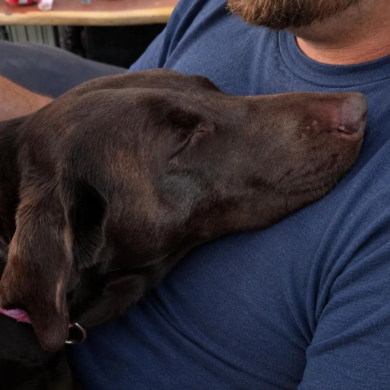 An adult large-sized female Brown / Chocolate Chocolate Labrador Retriever dog named Sage for adoption in Houston, TX