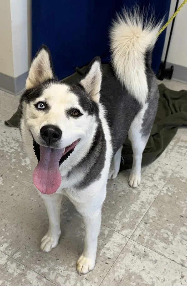 A young medium-sized female Husky dog named Heidi for adoption in Salt Lake City, UT